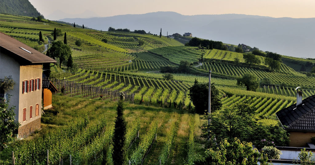 Foto de um parreiral de uvas