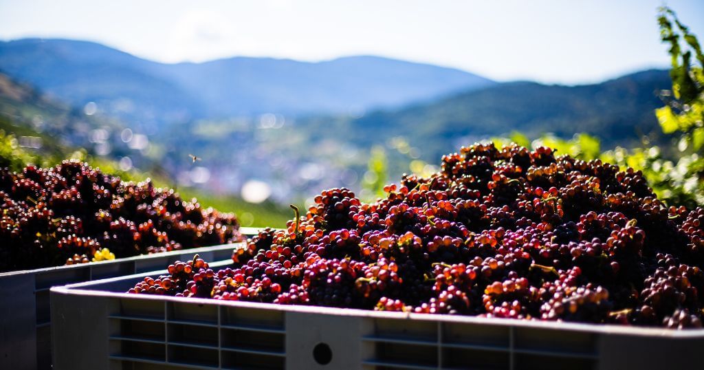 caixas com uvas no parreiral