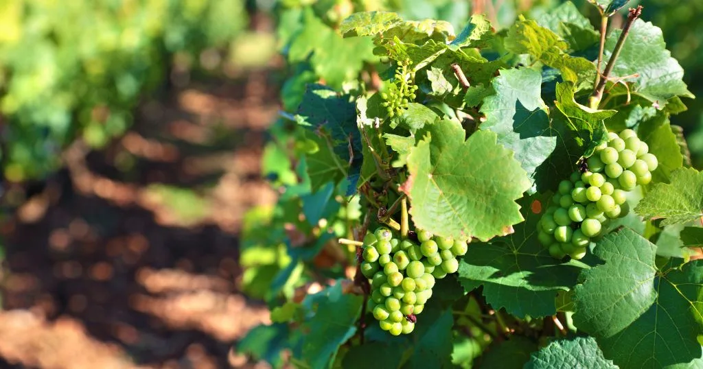 foto mostra imagem de uvas verdes no parreiral